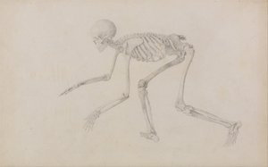 Esposizione anatomica comparativa della struttura del corpo umano con quella di una tigre e di un co... da George Stubbs